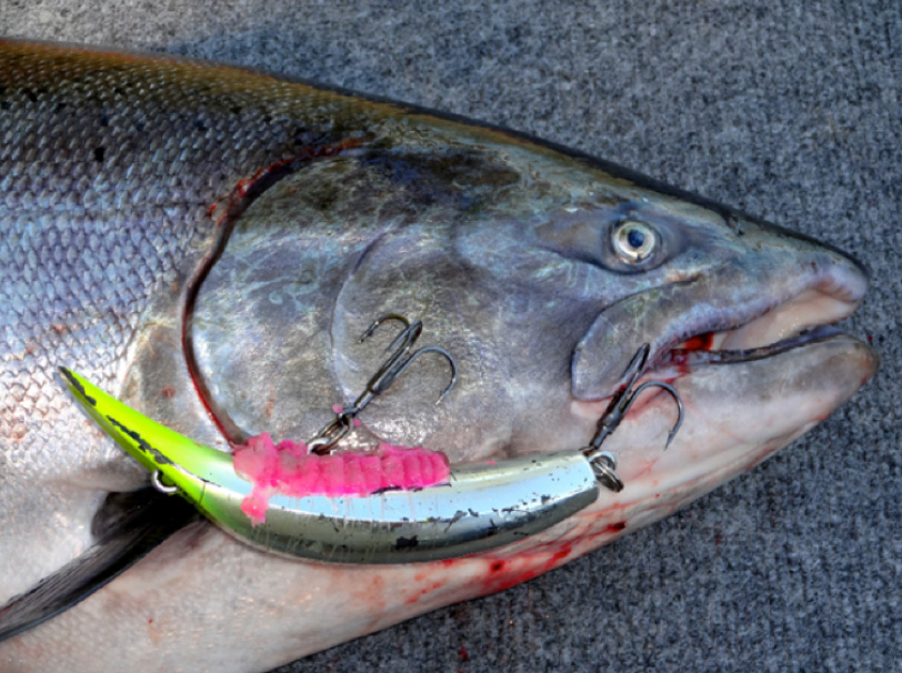 Pautzke Nectar Infuses Salmon Plugs… And Increases Strikes – Feisty Fish  Guide Service