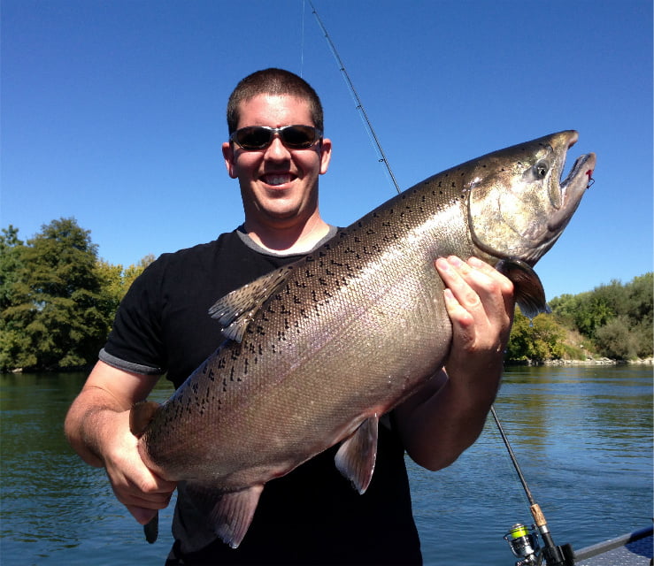 Sacramento River King Salmon – Feisty Fish Guide Service