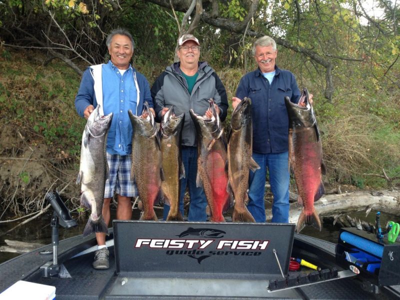 Sacramento River Salmon Fishing – Feisty Fish Guide Service