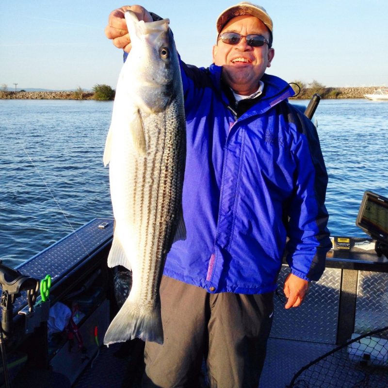 california-delta-striped-bass-fishing-feisty-fish-guide-service